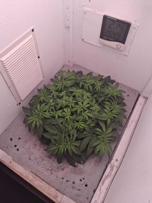 Do-G Ripper seeds. Week 7 - 5 day 12/12