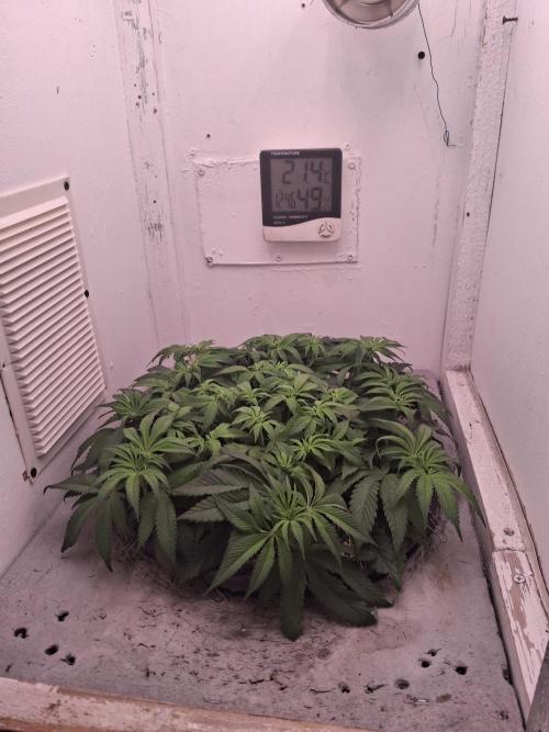 Do-G Ripper seeds. Week 7 - 5 day 12/12