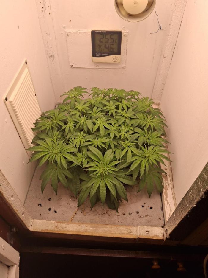 Do-G Ripper seeds. Week 8 - Day 11 12/12
