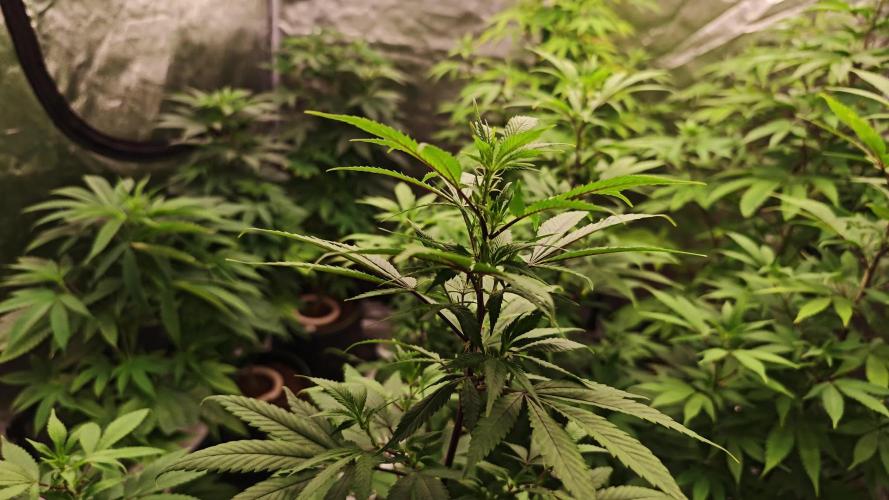 Gold old school long grow