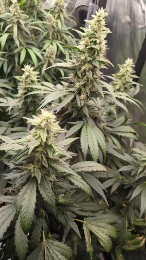 First time hydro !