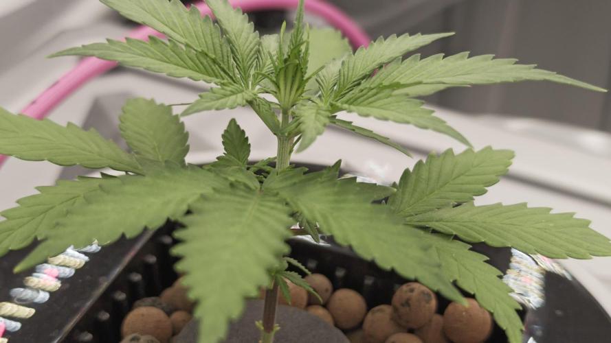 Divine seeds black opium auto #aero