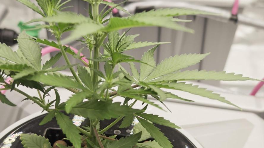 Divine seeds black opium auto #aero