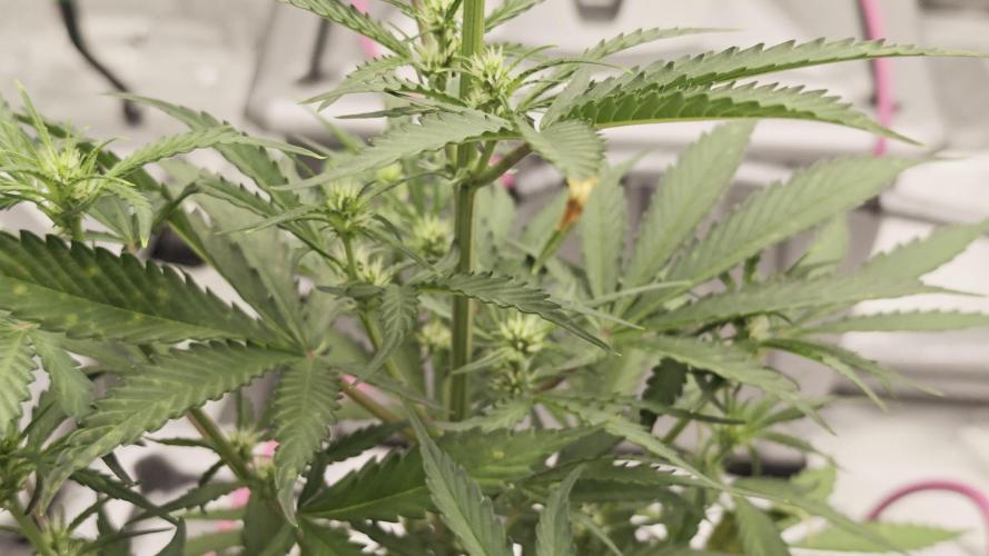 Divine seeds black opium auto #aero