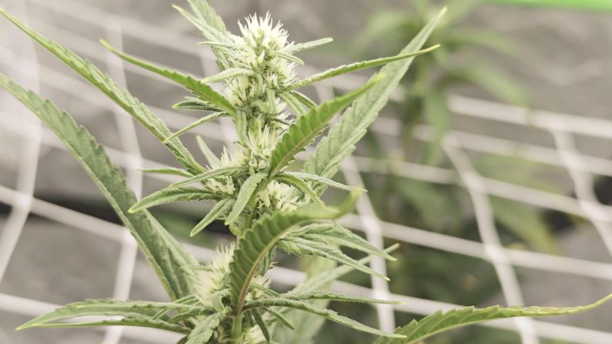 Divine seeds black opium auto #aero