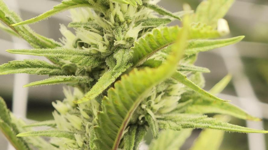 Divine seeds black opium auto #aero