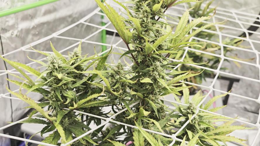 Divine seeds black opium auto #aero