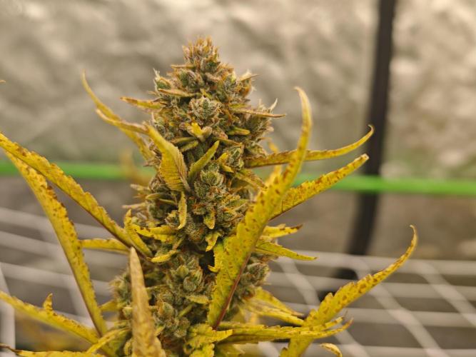 Divine seeds black opium auto #aero. Week 9