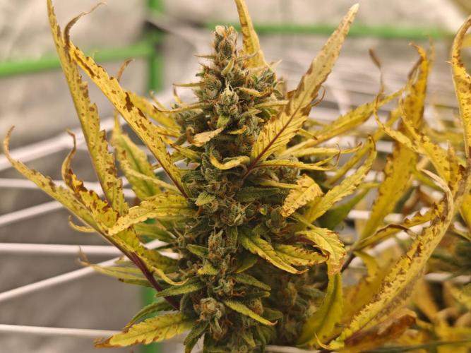 Divine seeds black opium auto #aero. Week 9