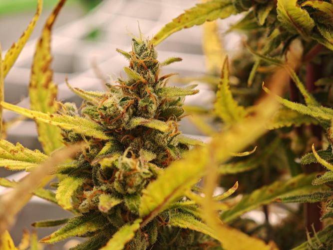 Divine seeds black opium auto #aero. Week 9