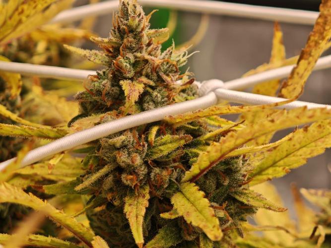 Divine seeds black opium auto #aero. Week 9