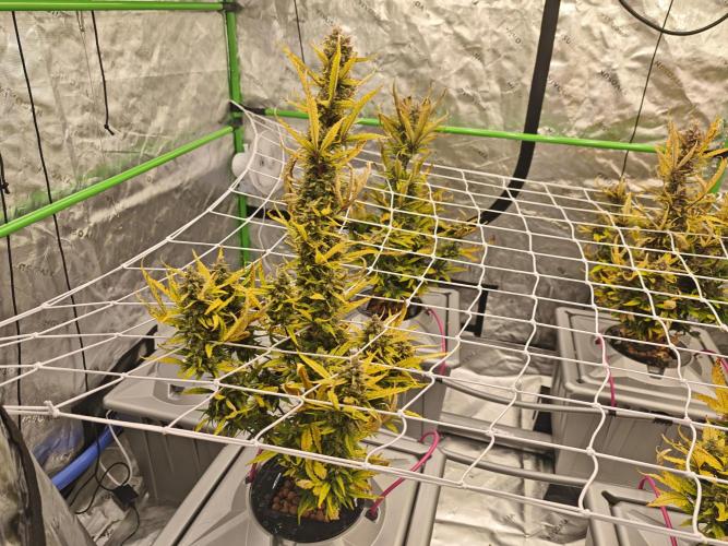 Divine seeds black opium auto #aero. Week 9