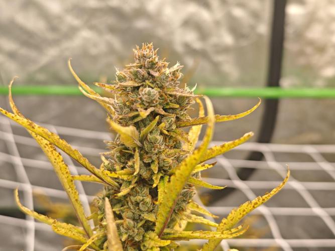 Divine seeds black opium auto #aero. Week 9