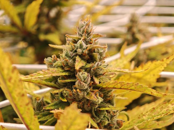 Divine seeds black opium auto #aero. Week 9