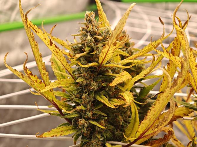 Divine seeds black opium auto #aero. Week 9