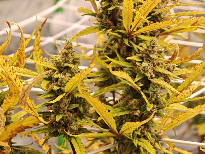 Divine seeds black opium auto #aero. Week 9