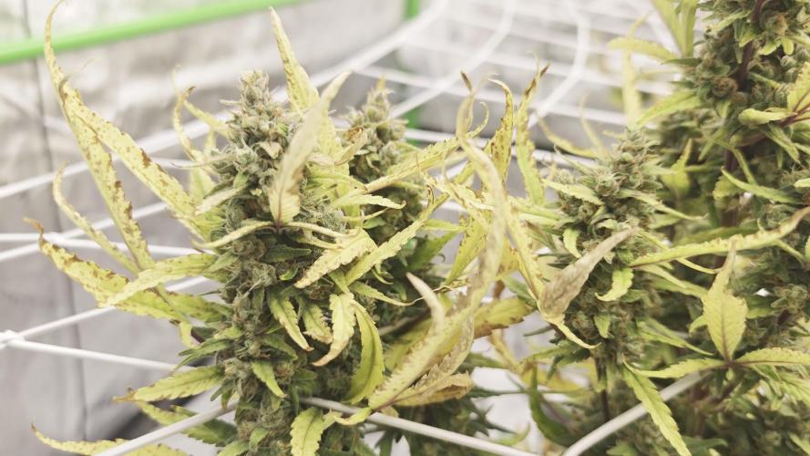 Divine seeds black opium auto #aero