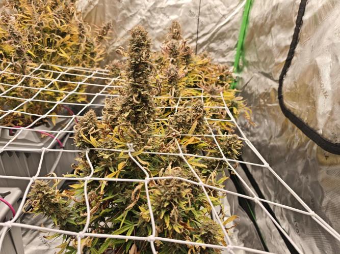 Auto Aero !. Week 10