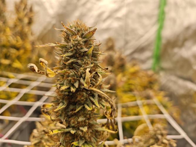 Auto Aero !. Week 10