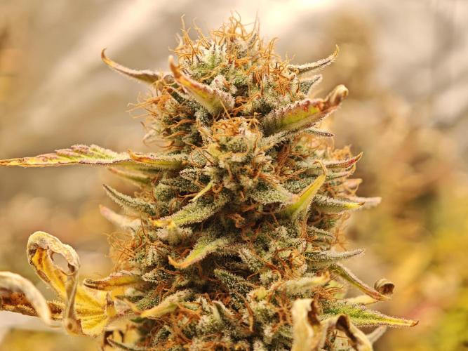 Auto Aero !. Week 10