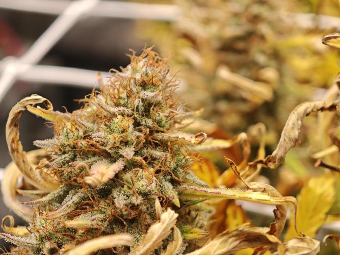 Auto Aero !. Week 10