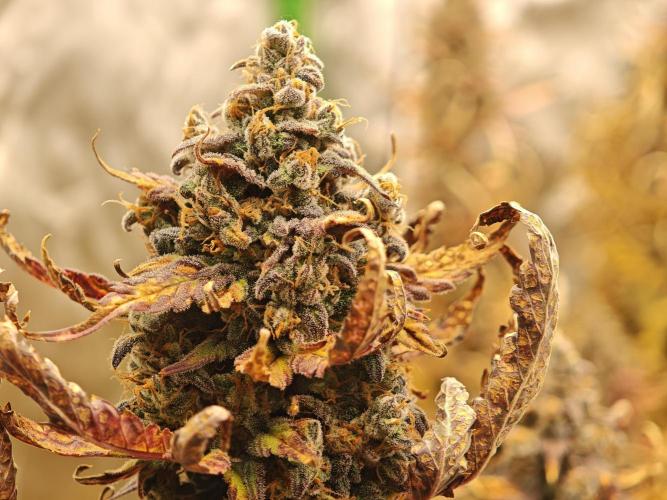 Auto Aero !. Week 10