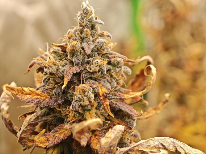 Auto Aero !. Week 10