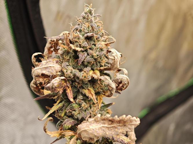 Auto Aero !. Week 10