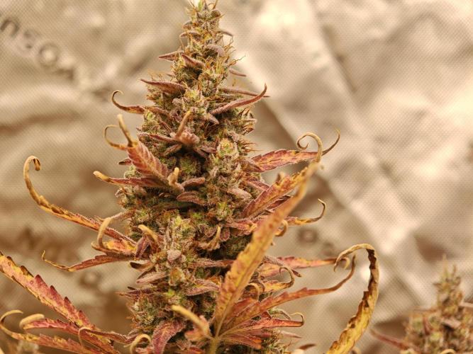 Auto Aero !. Week 10