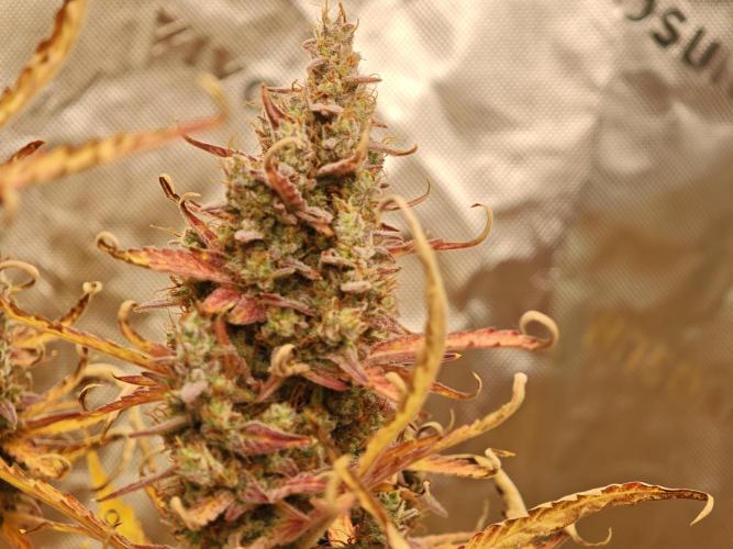 Auto Aero !. Week 10