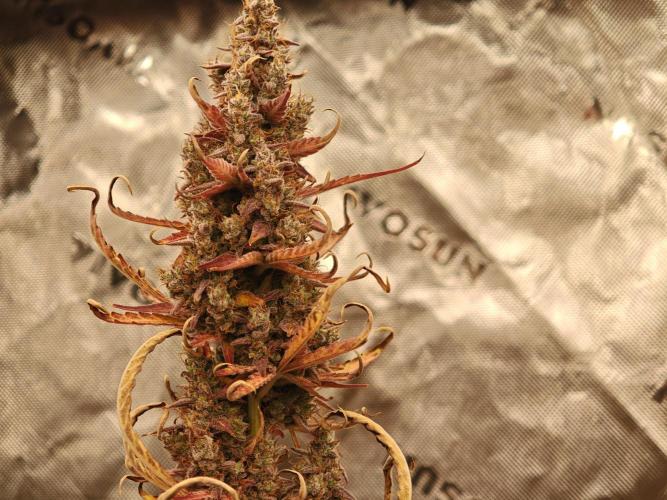 Auto Aero !. Week 10