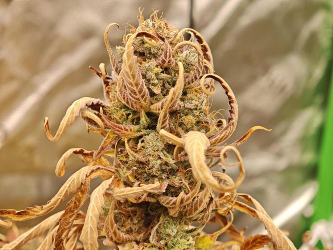 Auto Aero !. Week 10