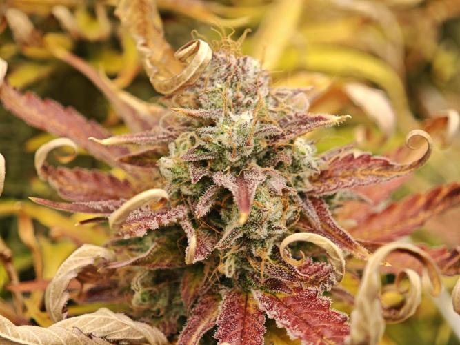 Auto Aero !. Week 10