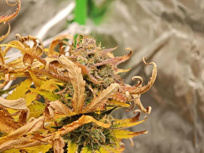 Auto Aero !. Week 10