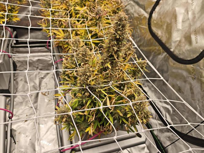 Auto Aero !. Week 10