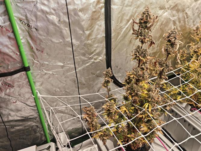 Auto Aero !. Week 10