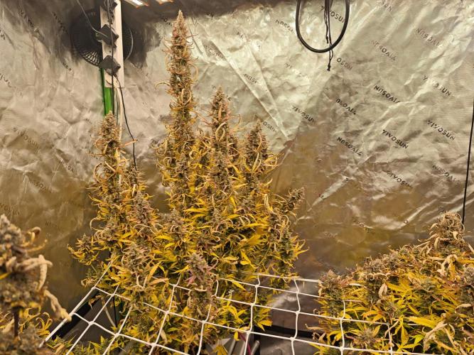 Auto Aero !. Week 10