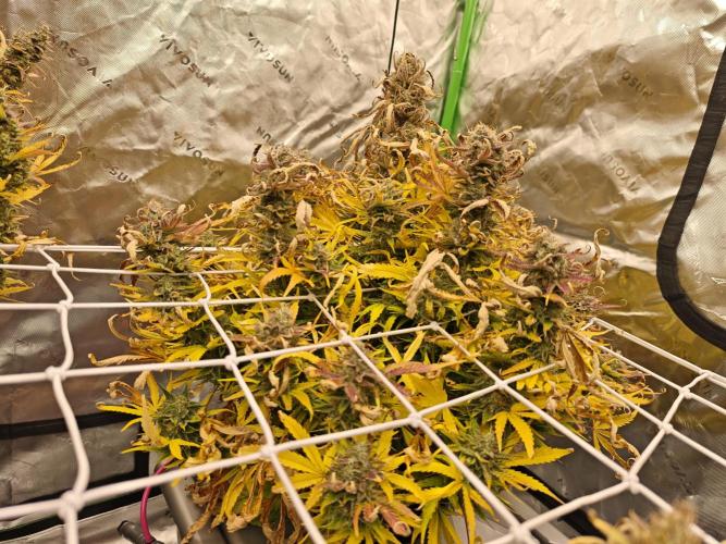 Auto Aero !. Week 10