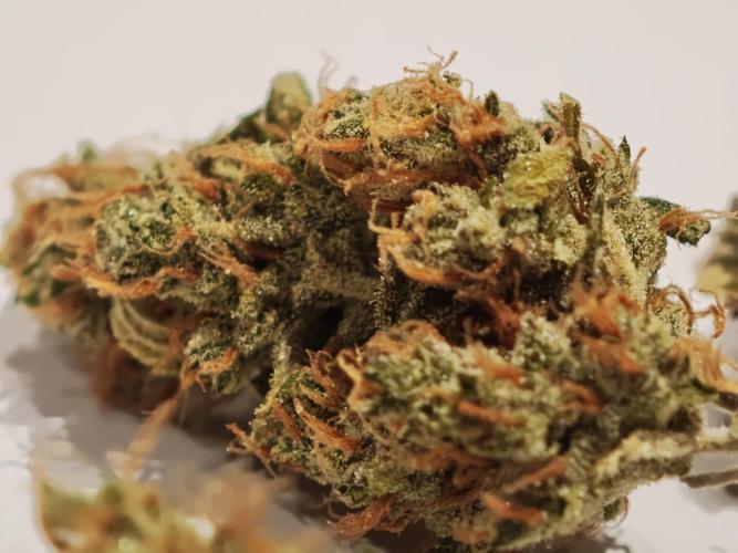 Divine seeds black opium auto #aero. Week 9