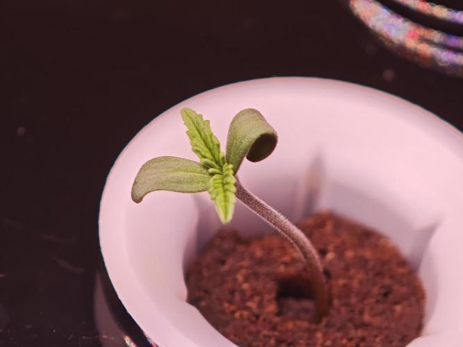 Hydro Auto Sativa/indica. Week 0 - Soir jealousy 
