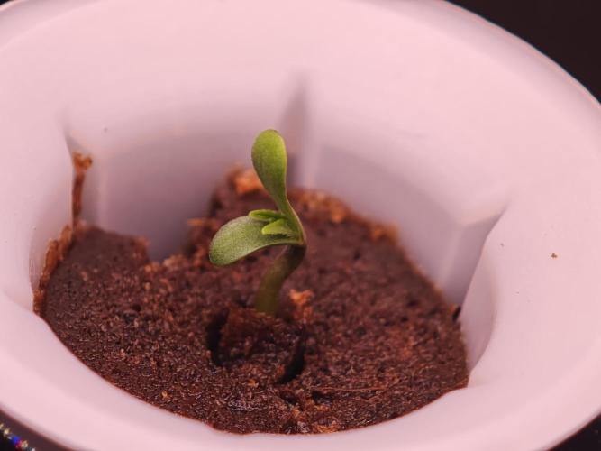 Hydro Auto Sativa/indica. Week 0 - Sour jealousy 