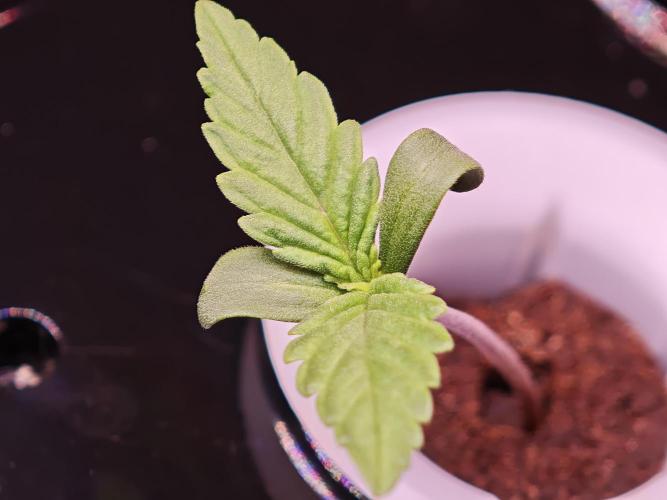 Hydro Auto Sativa/indica. Week 0