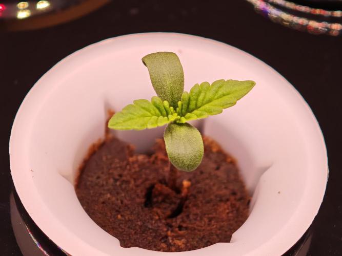 Hydro Auto Sativa/indica. Week 0