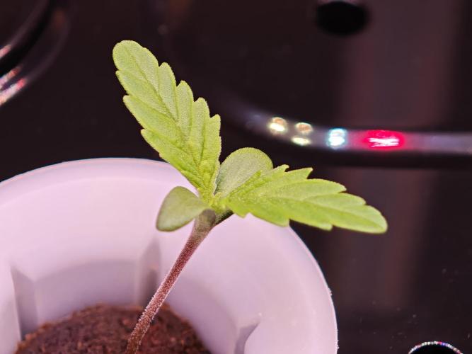 Hydro Auto Sativa/indica. Week 0