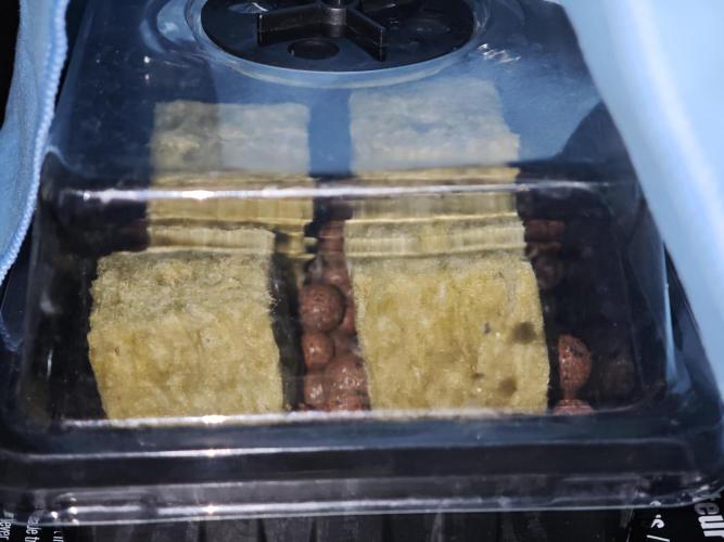 Hydro FF Auto Sativa. Week 0