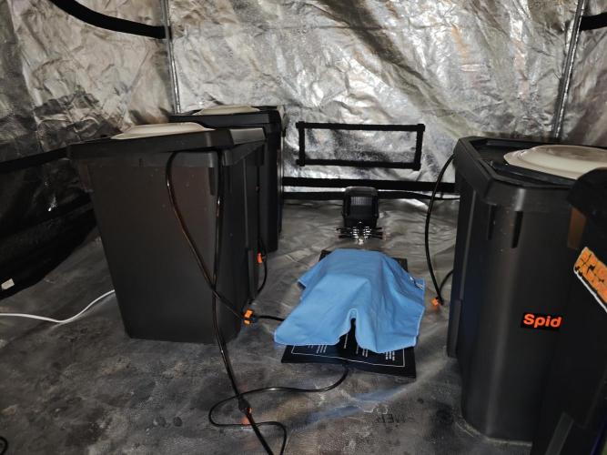 Hydro FF Auto Sativa. Week 0