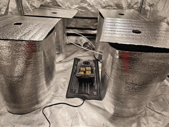 Hydro FF Auto Sativa. Week 0