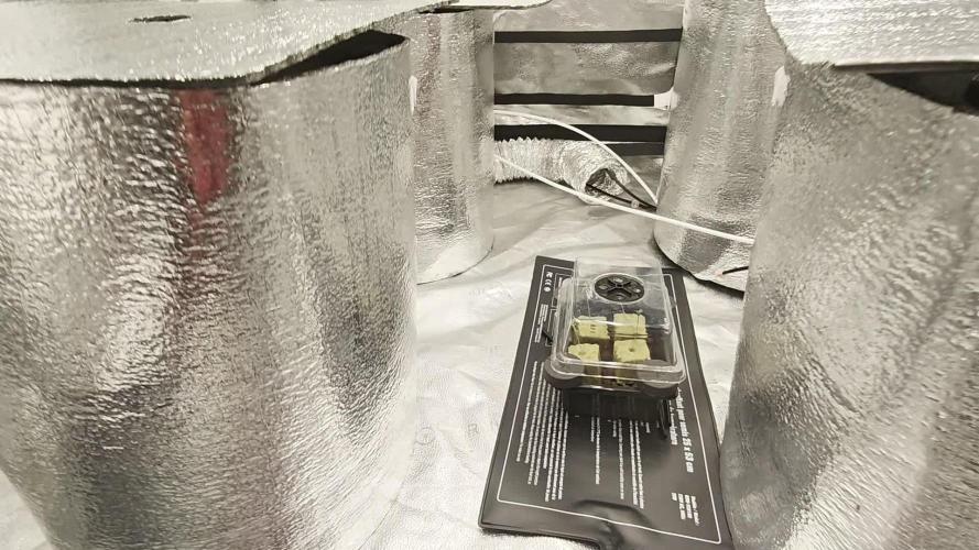 Hydro FF Auto Sativa