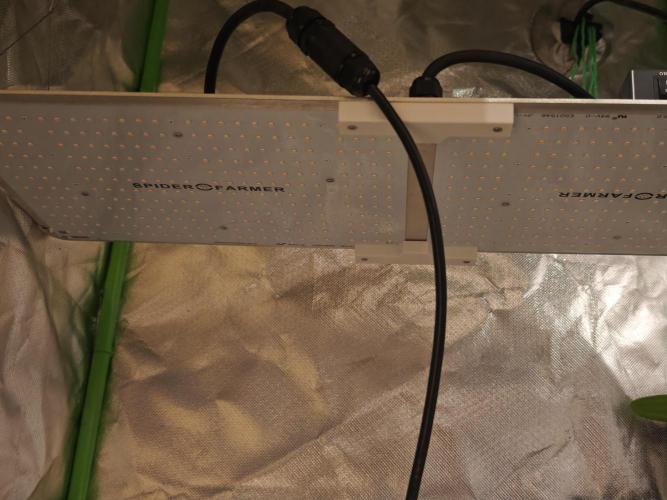 Coco auto medicinal grow RQS. Week 0