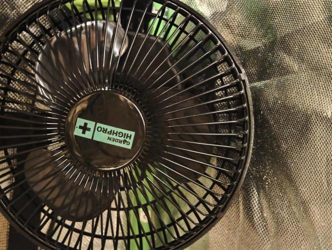 Coco auto medicinal grow RQS. Week 0